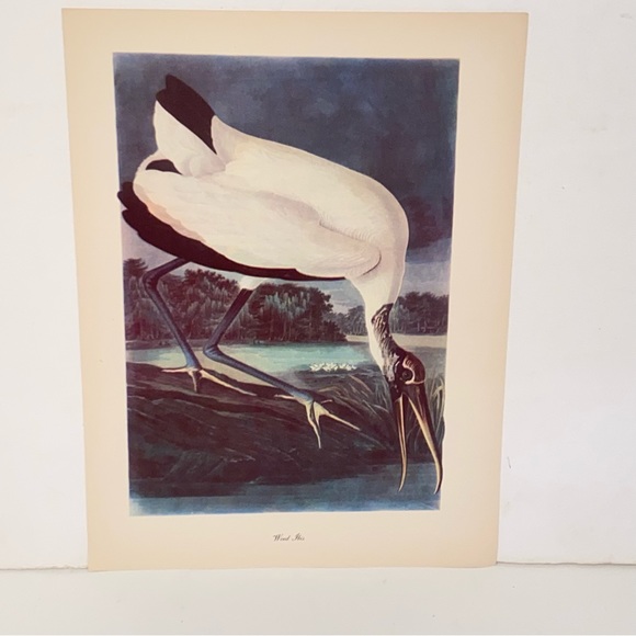 Vintage Audubon John James Birds of America Wood Ibis Bird Lithograph Art Print - Picture 5 of 5